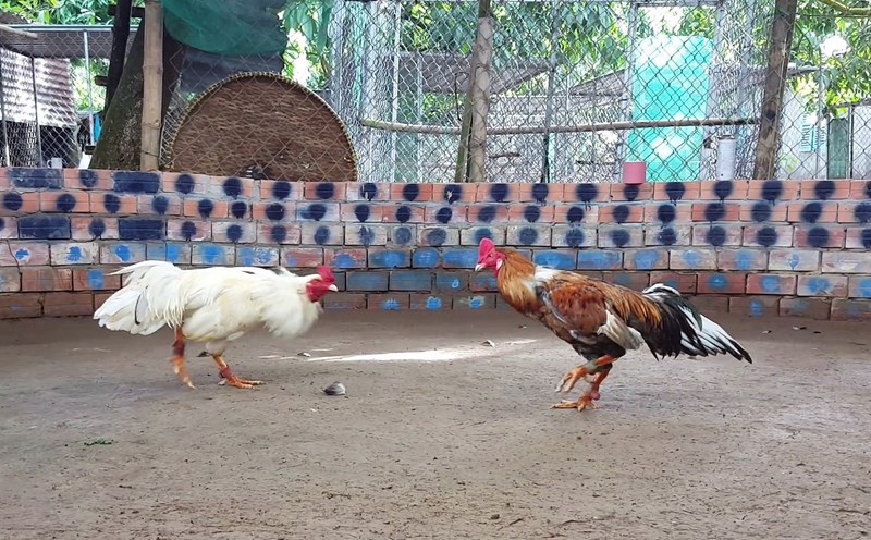 Đá Gà shbet800 - Đá gà cựa dao, cựa sắt sát thương cao